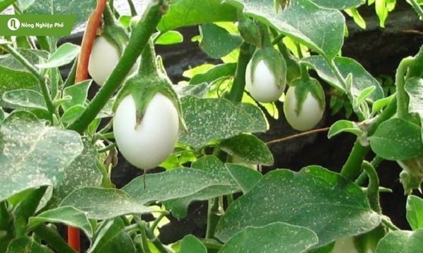 Trồng cà pháo tại nhà đơn giản, dễ thực hiện