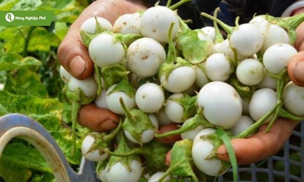 Thu hoạch và bảo quản cà pháo đúng cách