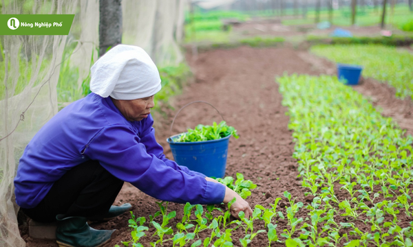 Khoảng cách hợp lý giúp cây phát triển tán lá rộng