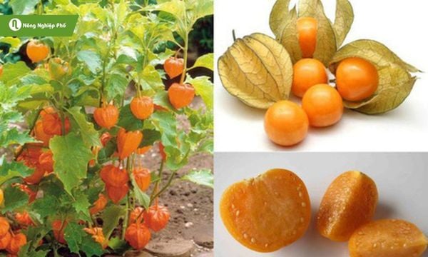 Tầm bóp căng mọng và có giá trị dinh dưỡng cao