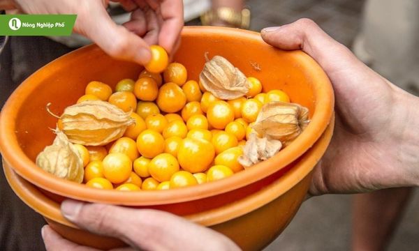 Tầm bóp thơm ngon sau thu hoạch