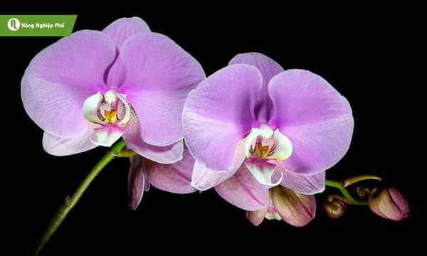 Lan Hồ Điệp phổ biến ở Việt Nam với cánh hoa dày và màu tím rực rỡ