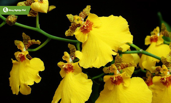 Lan Vũ Nữ mang dáng hoa như một vũ công uyển chuyển nhảy múa