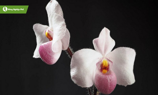Lan Hài Hồng quý hiếm, cần được giữ gìn và bảo tồn