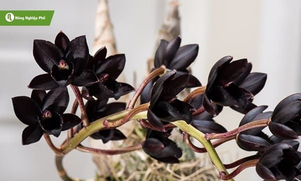 Lan Thiên Nga đen mang lại vẻ đẹp bí ẩn