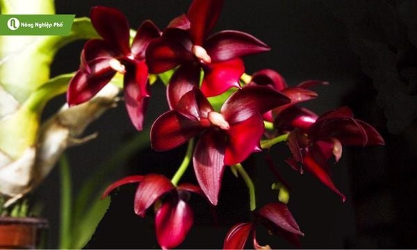 Lan Thiên Nga khá “khó chiều” nếu trồng sai cách