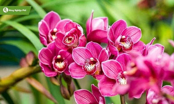 Mỗi giai đoạn sẽ có cách chăm sóc khác nhau dành cho lan Thiên Nga