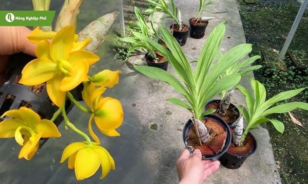 Chăm sóc lan Thiên Nga đúng cách giúp cây phát triển tốt