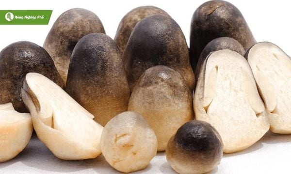 Trồng nấm rơm, mô hình kinh tế xanh, hiệu quả cao.