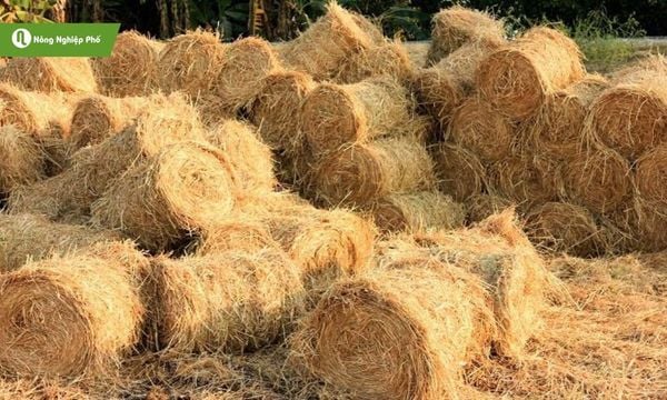 Rơm khô, nguyên liệu chính để trồng nấm rơm.