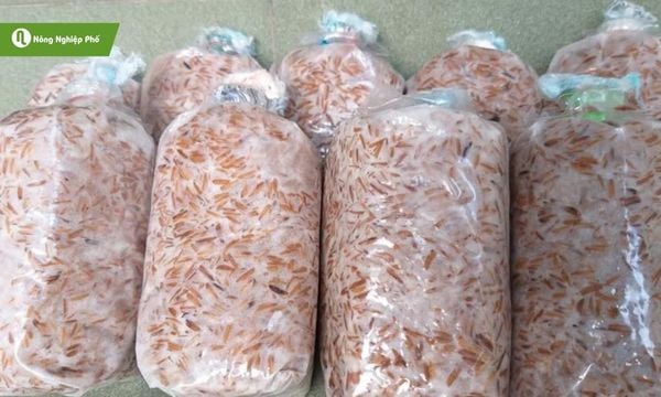 Meo nấm chất lượng quyết định vụ nấm thành công.