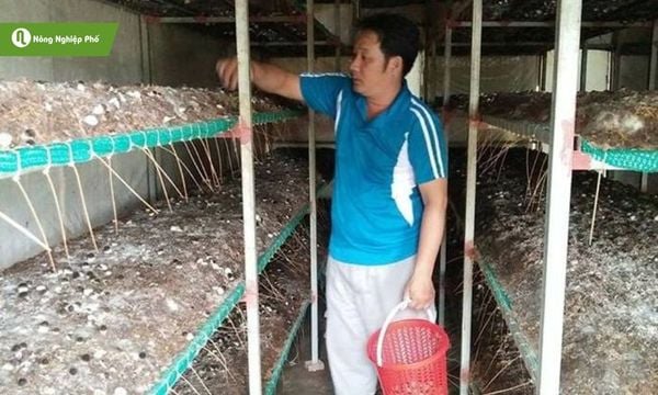 Chăm sóc đúng kỹ thuật giúp nấm rơm phát triển đều, ít bệnh.