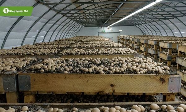 Nhà trồng nấm cần thông thoáng, giữ ấm tốt để nấm phát triển.