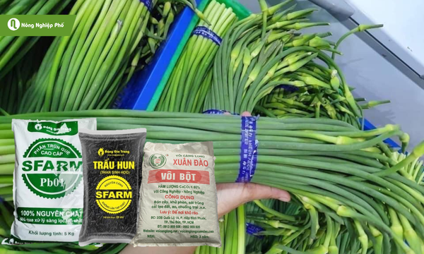 Trộn đất trồng ngồng tỏi với các loại phân bón hoặc vôi bột để diệt mầm bệnh