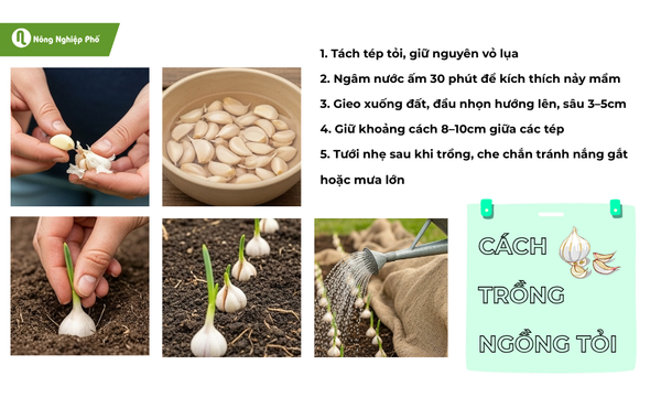 Các bước trồng ngồng tỏi đơn giản tại nhà (hình ảnh minh họa)
