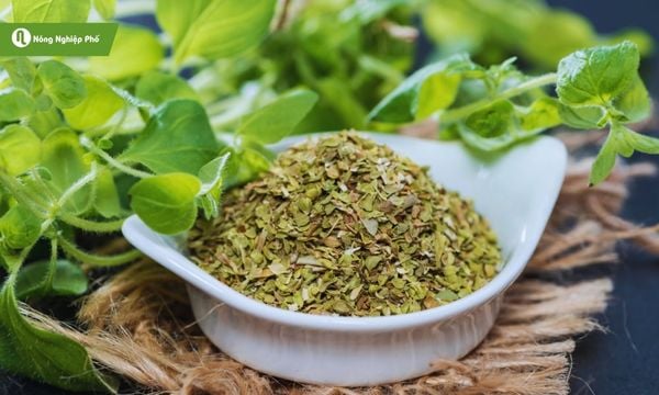 cách trồng oregano
