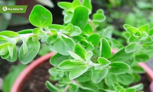cách trồng oregano