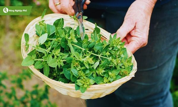cách trồng oregano