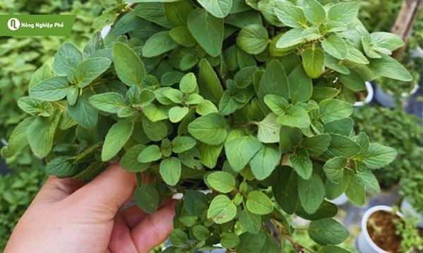 cách trồng oregano