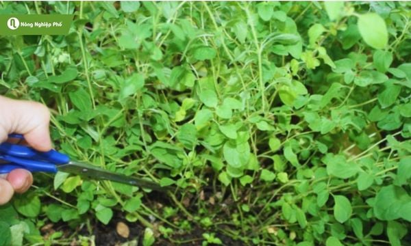 cách trồng oregano