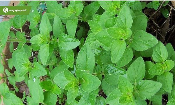 cách trồng oregano