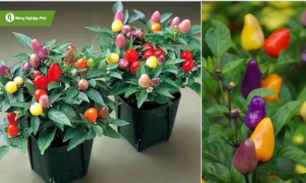 Đặc điểm ớt bi nhiều màu