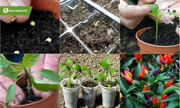 Cách trồng ớt bi nhiều màu đơn giản tại nhà