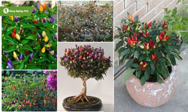 Cách trồng ớt bi nhiều