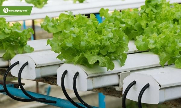 cách trồng rau thủy canh hồi lưu