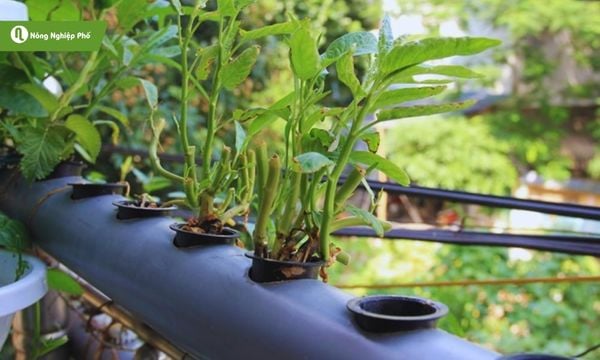 cách trồng rau thủy canh hồi lưu