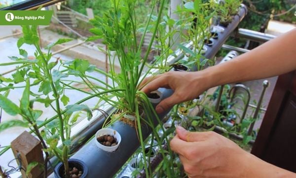 cách trồng rau thủy canh hồi lưu
