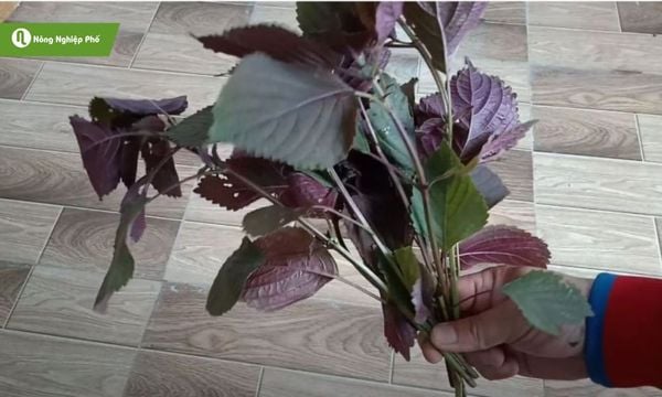 Chọn cành khỏe mạnh từ cây mẹ trưởng thành