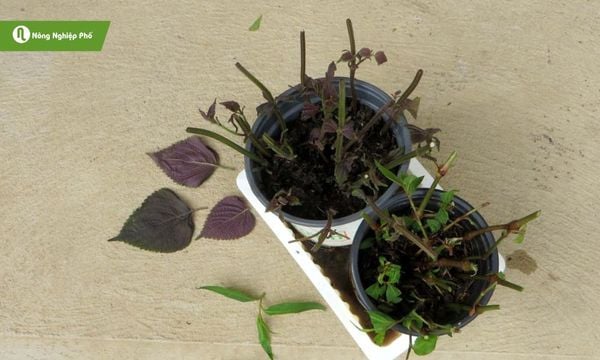 Tía tô sau khi giâm cành, tưới nhẹ và đặt nơi râm mát sẽ bén rễ nhanh