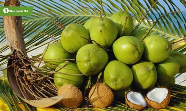 cách trồng và chăm sóc cây dừa
