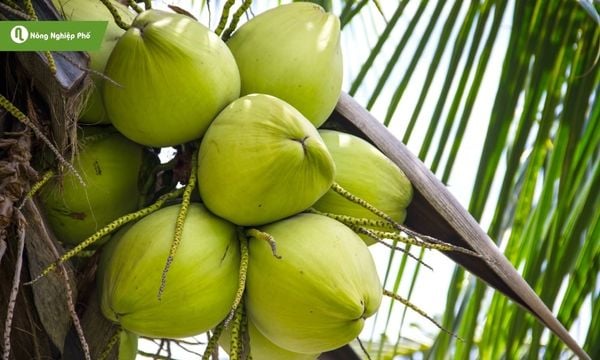 cách trồng và chăm sóc cây dừa