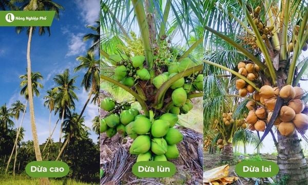 cách trồng và chăm sóc cây dừa