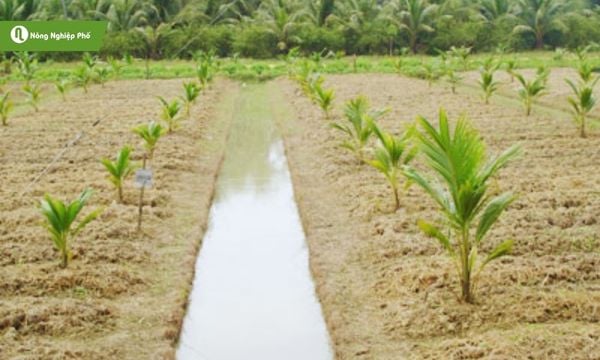 cách trồng và chăm sóc cây dừa