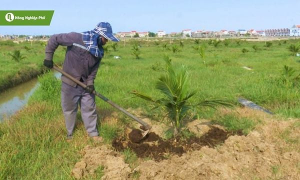 cách trồng và chăm sóc cây dừa