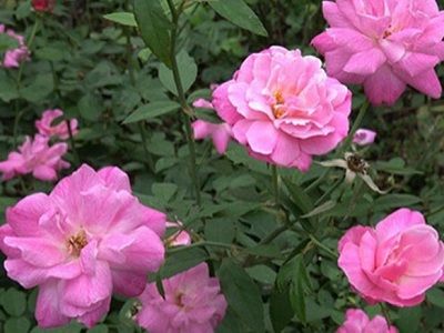 Hoa hồng quế, cách trồng và chăm sóc – Nông Nghiệp Phố
