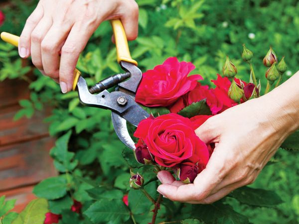 Cắt tỉa hoa hồng đúng cách | Nông nghiệp phố – Nông Nghiệp Phố