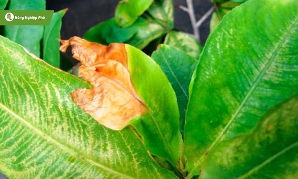 Một những triệu chứng khi cây bị ngộ độc NPK