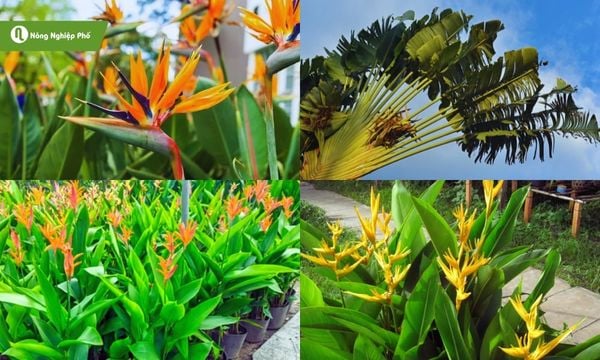 cây chuối cảnh