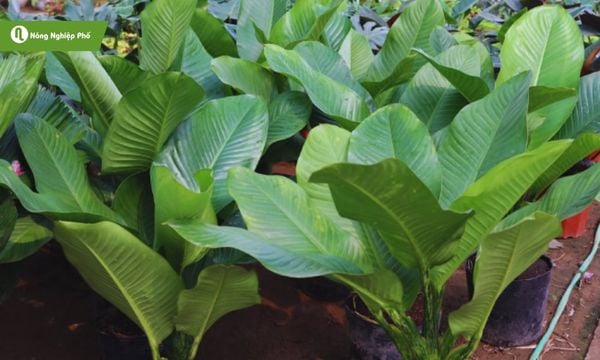 cây chuối cảnh