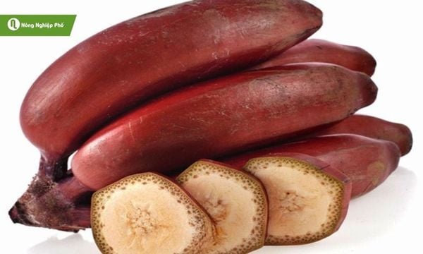 Mô tả chùm chuối đỏ tươi ngon, minh họa giá trị dinh dưỡng