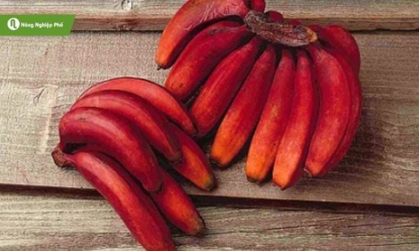 Mô tả quả chuối đỏ chín mọng, gợi vị ngọt đậm đà