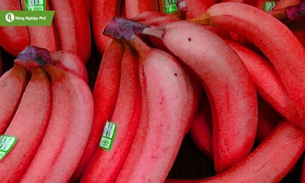 Hình ảnh người nông dân thu hoạch buồng chuối đỏ lớn