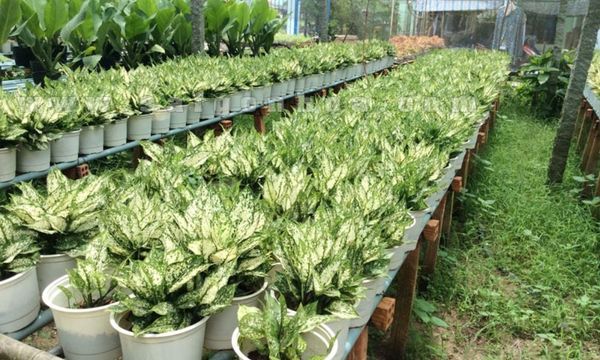 Cây ngọc ngân phát triển tốt trong môi trường mát, ưa ẩm và ánh sáng gián tiếp.