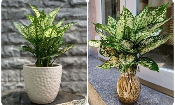 Cây ngọc ngân dễ trồng – dễ chăm – phù hợp với không gian sống hiện đại.