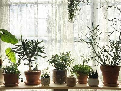 cay-nha-oxy-vao-ban-dem-cay-bo-de-bedroom-with-plants