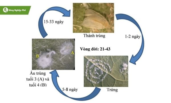 Vòng đời của rầy phấn trắng: từ trứng đến trưởng thành chỉ trong vài tuần.